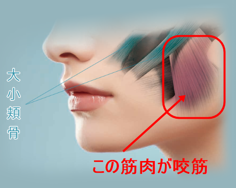 咬筋の場所